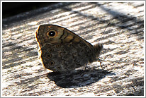 mauerfuchs_2011_3_preview