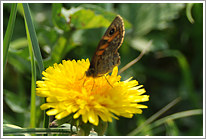 mauerfuchs_2011_4_preview