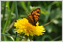 mauerfuchs_2011_5_preview