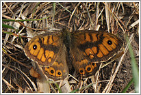 mauerfuchs_2011_preview