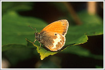 perlgrasfalter_2010_preview