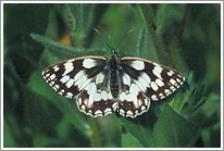 schachbrett_2003_preview