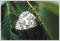 schachbrett_2005_preview