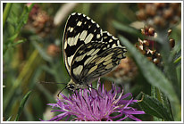 schachbrett_2011_10_preview