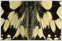 schachbrett_2011_11_makro_preview