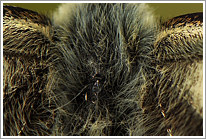 schachbrett_2011_13_makro_preview