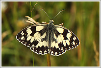 schachbrett_2011_3_preview