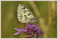 schachbrett_2011_4_preview