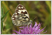 schachbrett_2011_5_preview