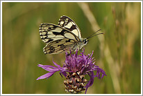 schachbrett_2011_6_preview