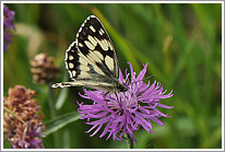 schachbrett_2011_7_preview