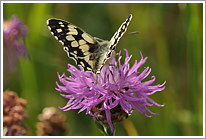 schachbrett_2011_8_preview