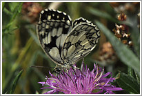 schachbrett_2011_9_preview