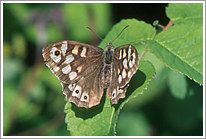 waldbrettspiel_2010_1_preview