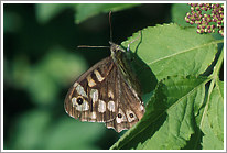 waldbrettspiel_2010_2_preview