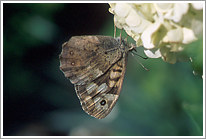 waldbrettspiel_2010_3_preview