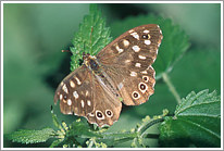 waldbrettspiel_2010_preview