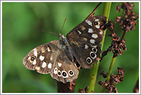 waldbrettspiel_2013_3_preview