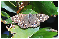 waldbrettspiel_2013_4_preview