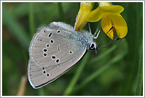 violetter_waldblaeuling_2011_11_preview