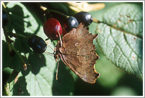 c-falter_2004_preview