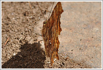 c-falter_2009_1_preview