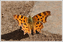 c-falter_2009_preview