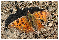 c-falter_2011_1_preview