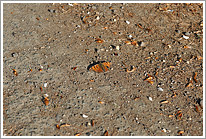 c-falter_2011_2_preview