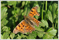 c-falter_2011_preview