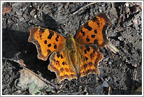 c-falter_2013_preview