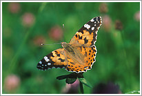 distelfalter_2003_1_preview