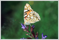 distelfalter_2003_2_preview