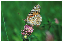 distelfalter_2003_3_preview