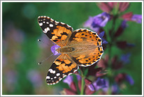 distelfalter_2003_preview