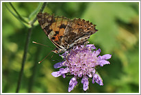 distelfalter_2011_1_preview