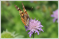 distelfalter_2011_2_preview