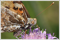 distelfalter_2011_3_makro_preview