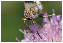 distelfalter_2011_4_makro_preview