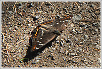 grosser_eisvogel_2011_1_preview