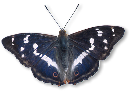 grosser_schillerfalter_1