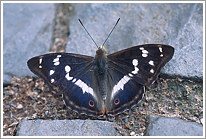 grosser_schillerfalter_2009_preview