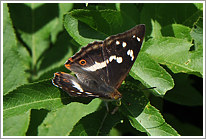 grosser_schillerfalter_2011_2_preview