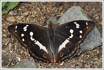 grosser_schillerfalter_2011_3_preview