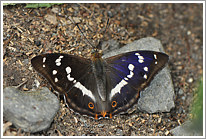 grosser_schillerfalter_2011_4_preview