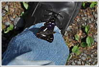 grosser_schillerfalter_2011_preview