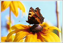 kleiner_fuchs_2001_1_preview