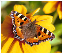 kleiner_fuchs_2001_makro_preview