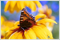 kleiner_fuchs_2001_preview