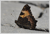 kleiner_fuchs_2010_1_preview